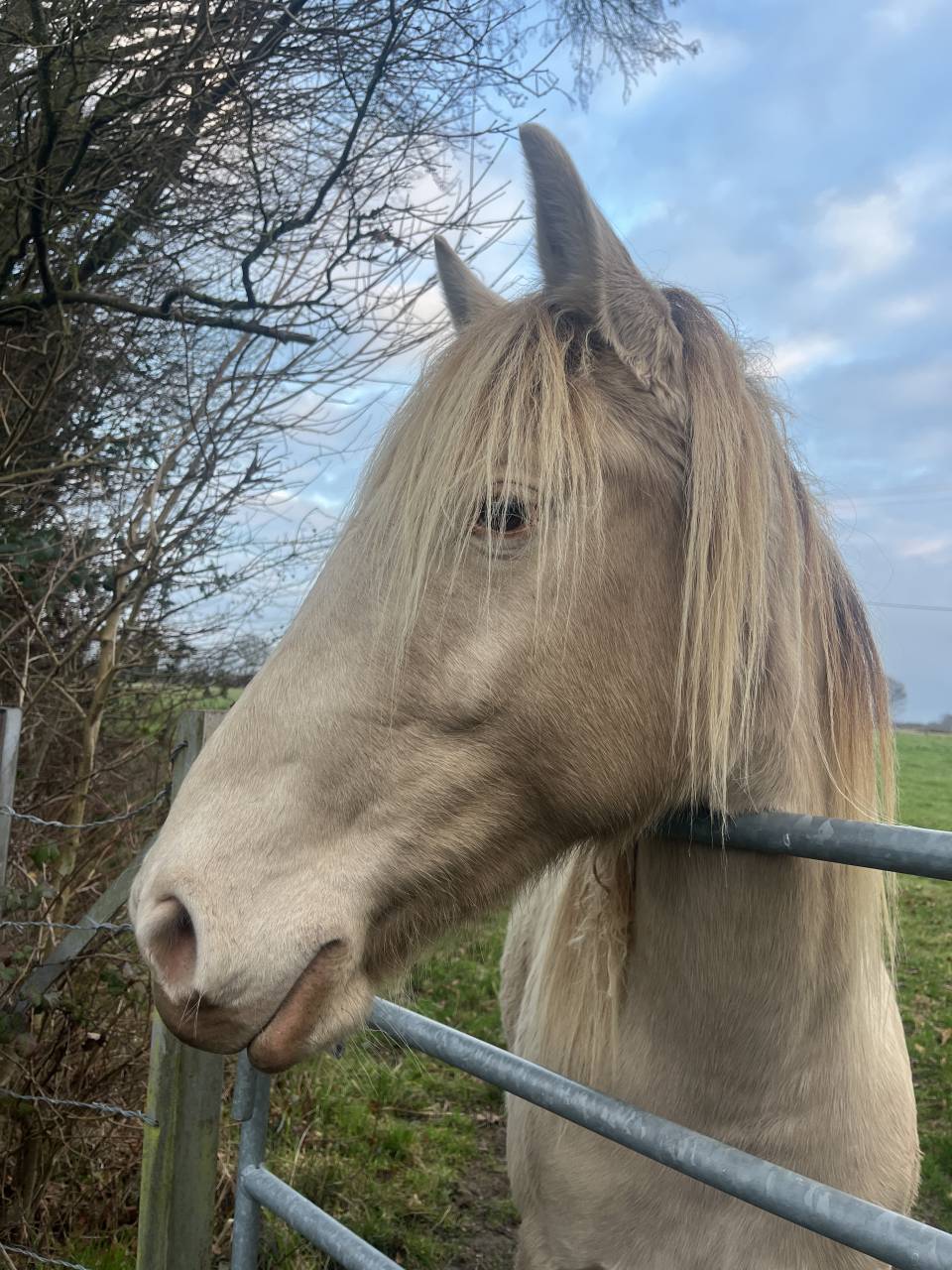 Jument champagne homozygote 