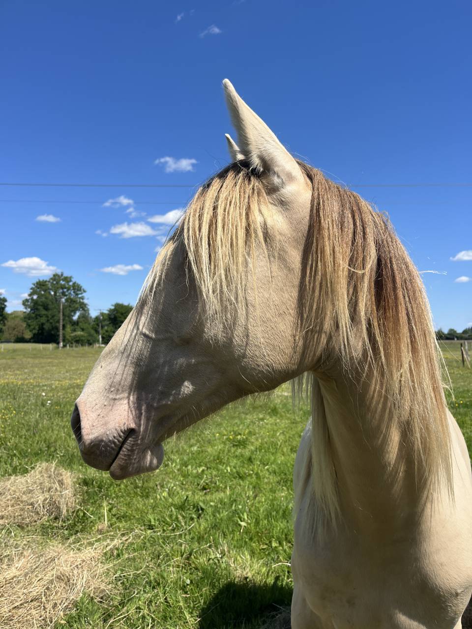 Jument champagne homozygote 