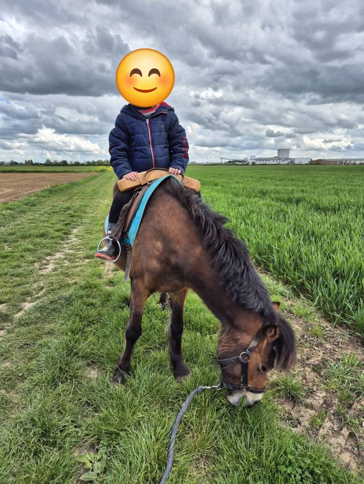 Ponette B baie 1m20 &ndash; 2012 &ndash; Origine hollandaise