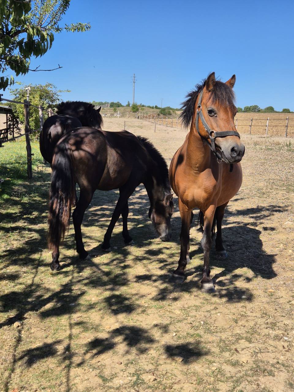 Ponette B baie 1m20 &ndash; 2012 &ndash; Origine hollandaise