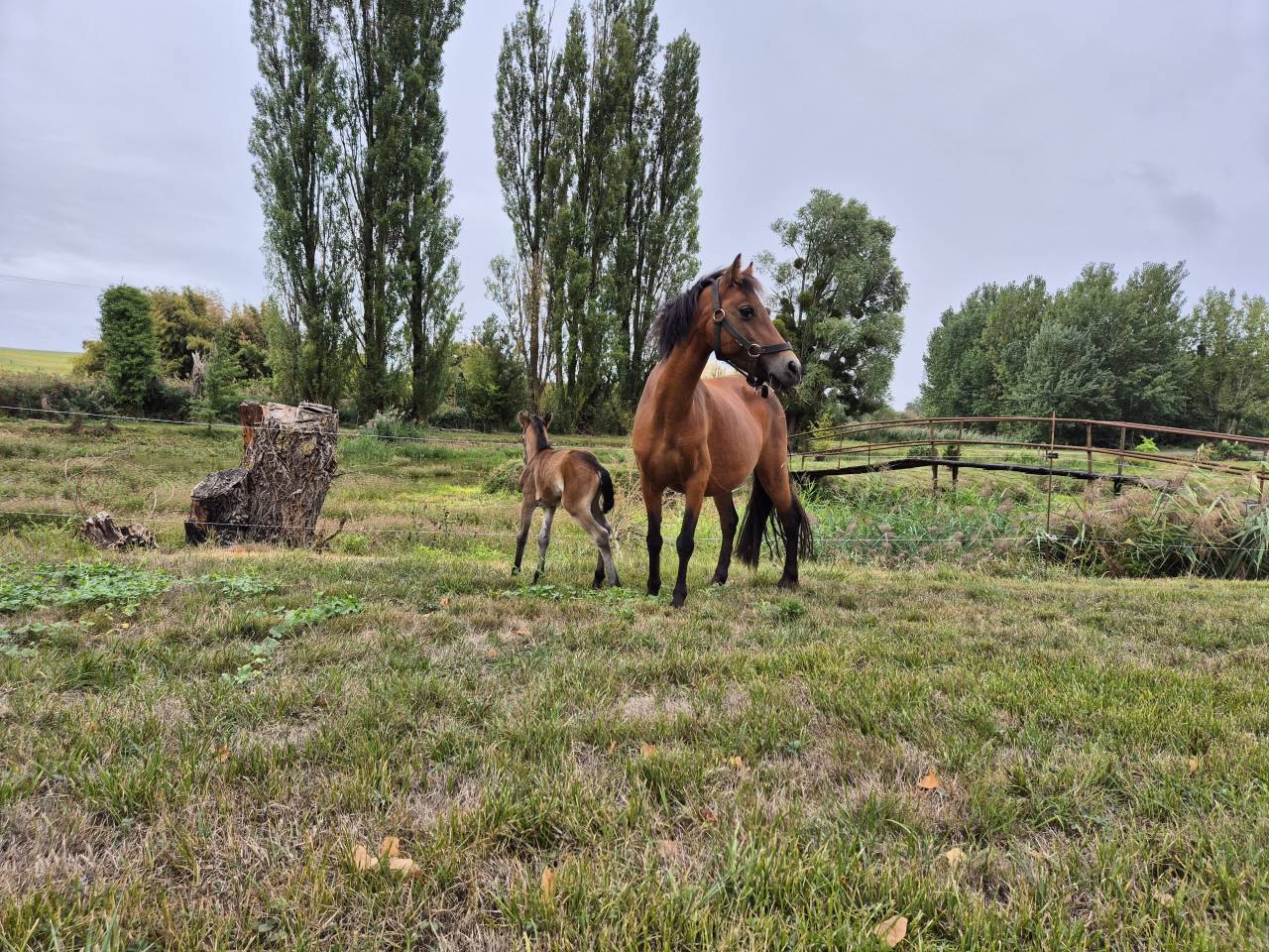 Ponette B baie 1m20 &ndash; 2012 &ndash; Origine hollandaise