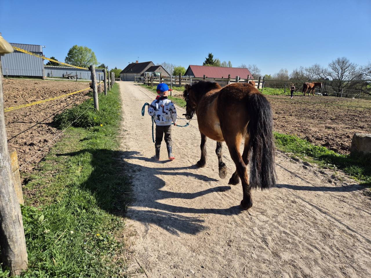 Ponette B baie 1m20 &ndash; 2012 &ndash; Origine hollandaise