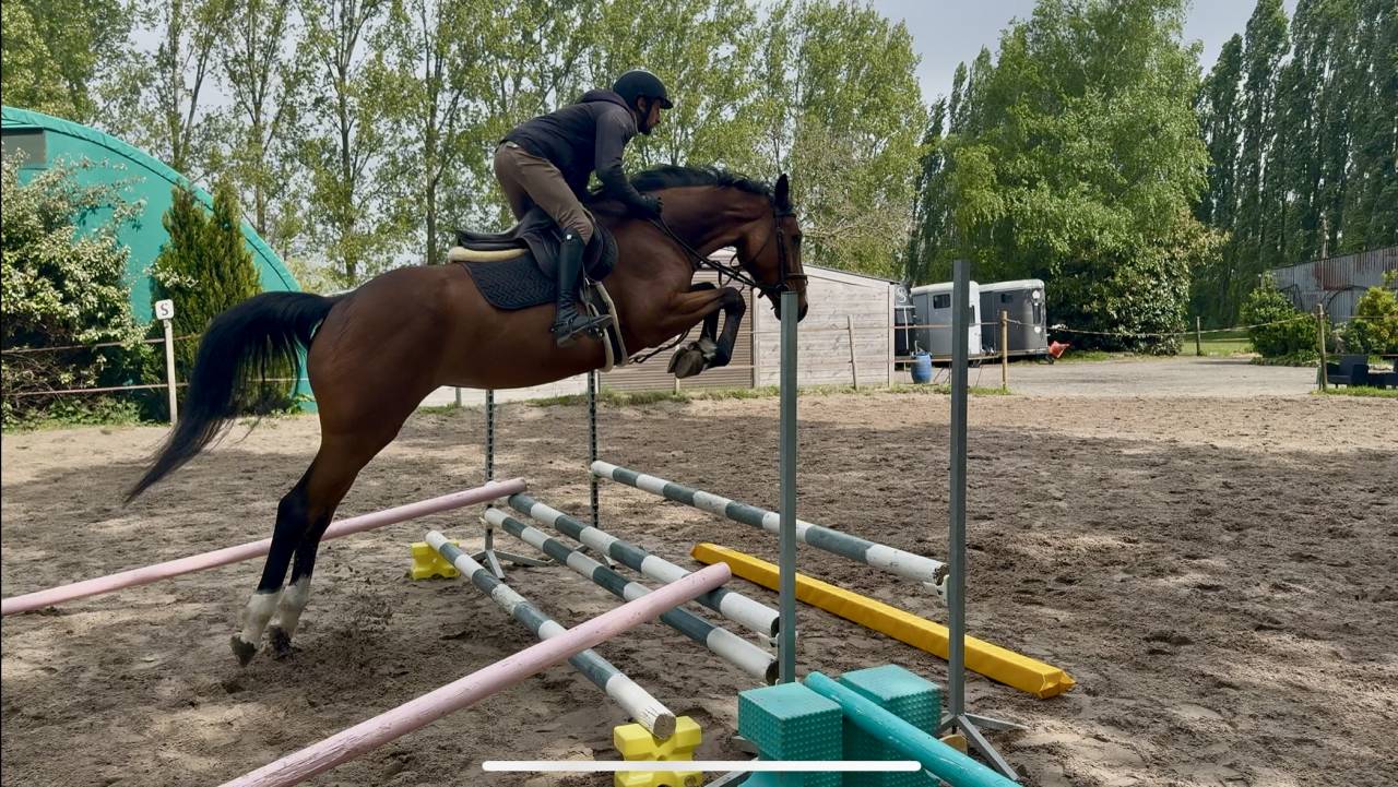 Cavalier Pro - D&eacute;bourrage - travail a pied 