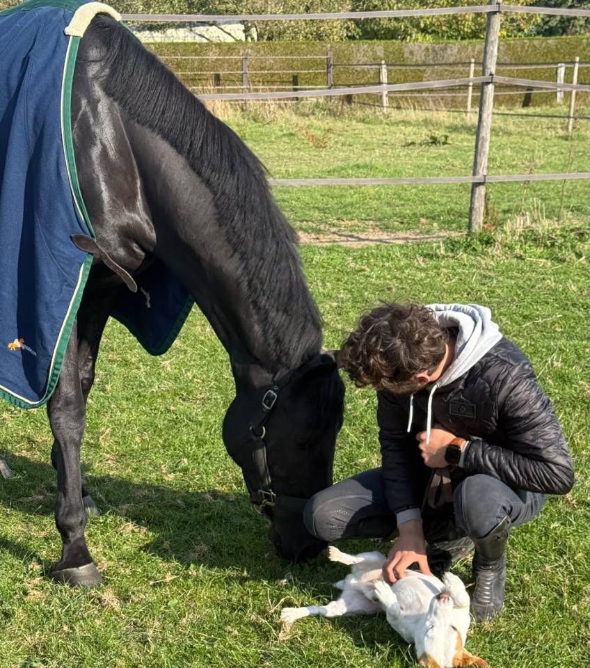Cavalier Pro - D&eacute;bourrage - travail a pied 