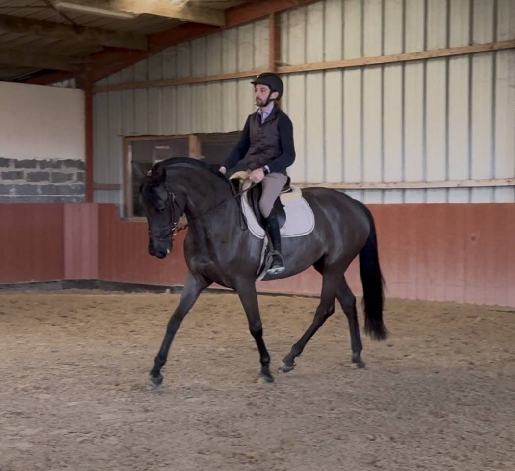 Cavalier Pro - D&eacute;bourrage - travail a pied 