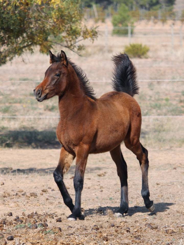 Superbe poulain PSAR 