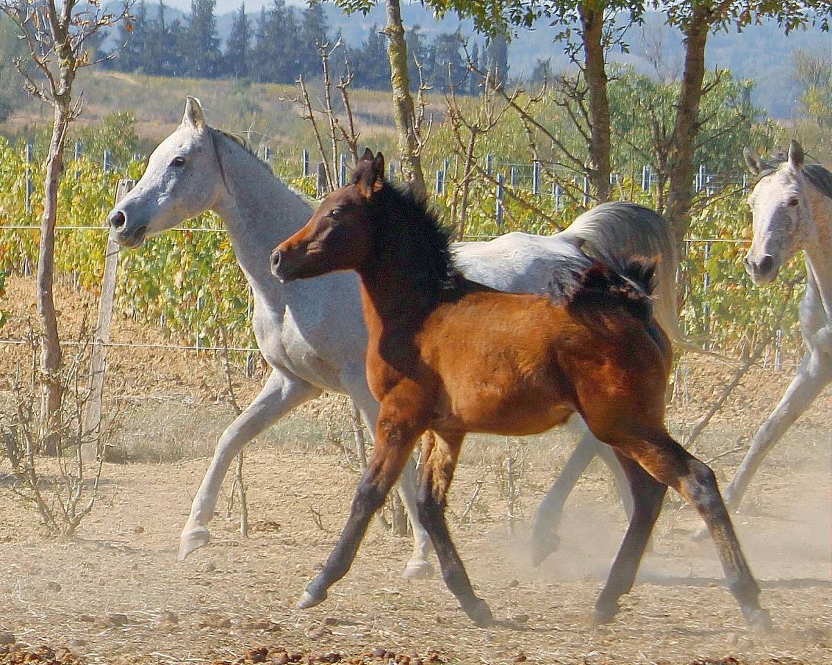 Superbe poulain PSAR 