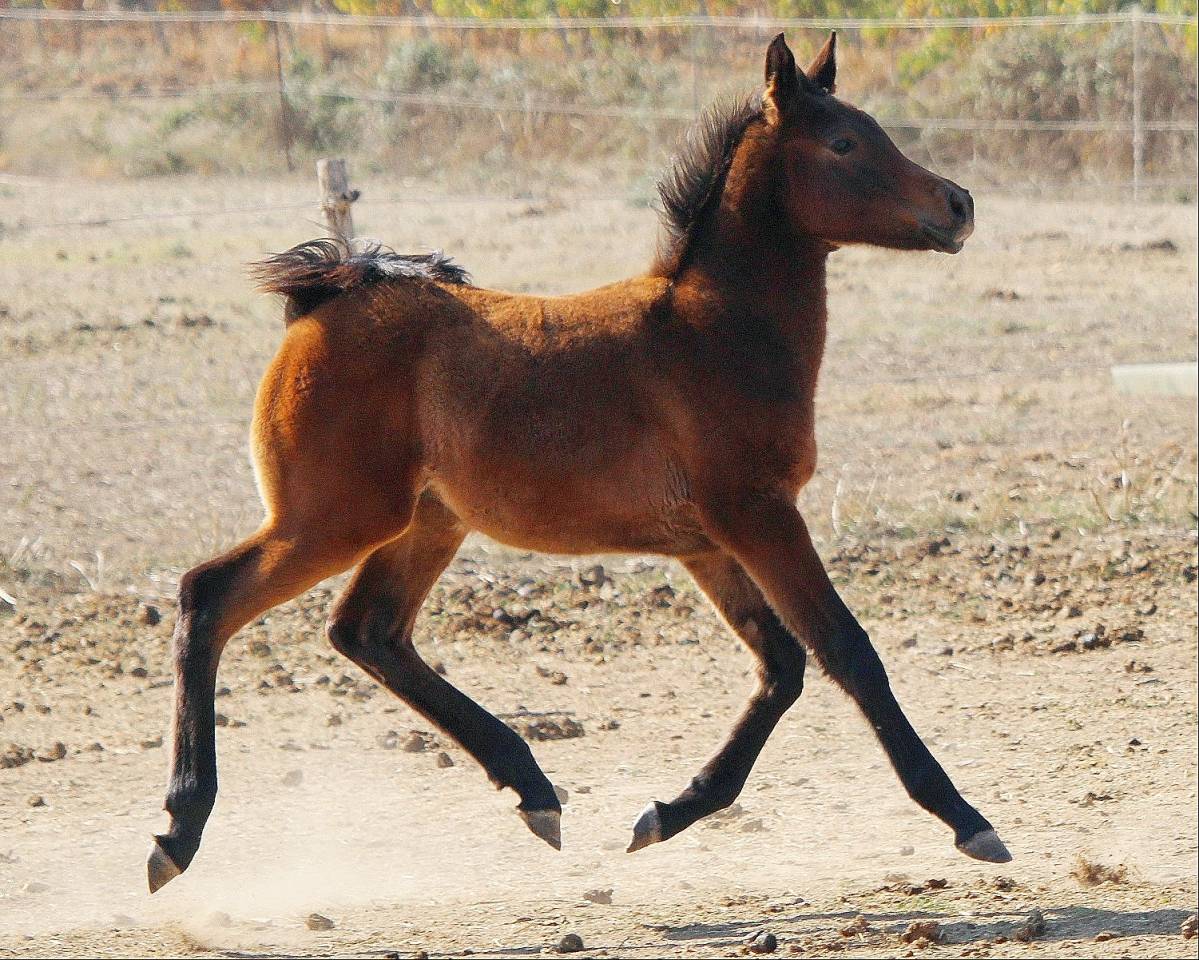 Superbe poulain PSAR 