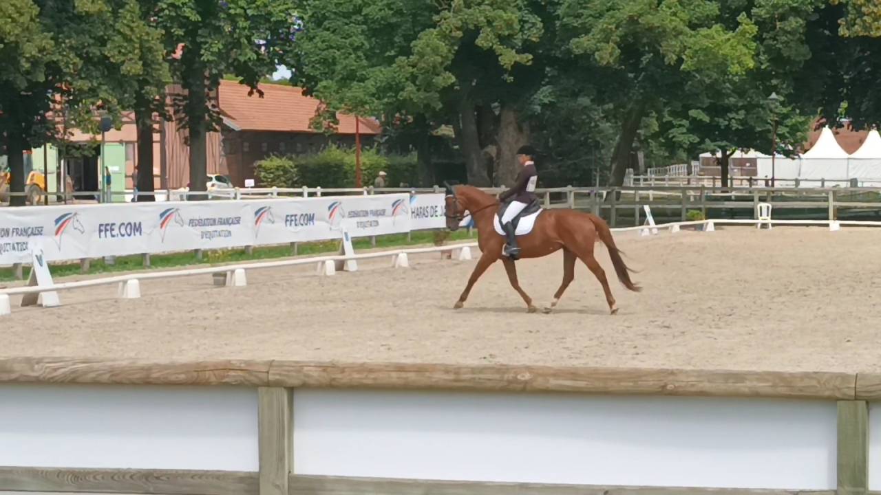 A vendre jument SF 9 ans pour loisirs