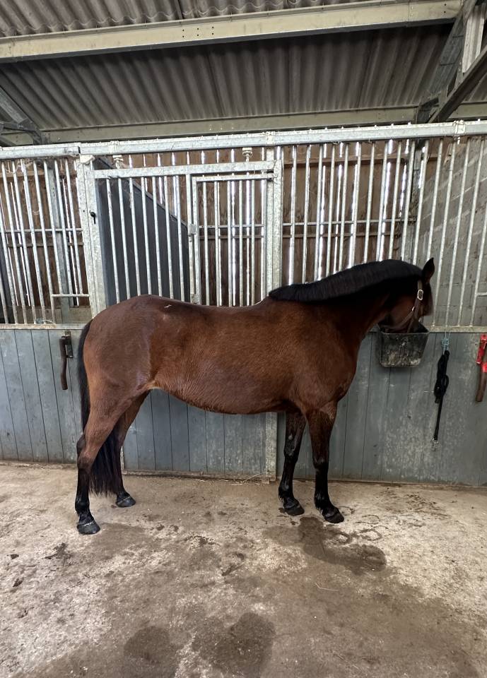 jument &agrave; vendre 