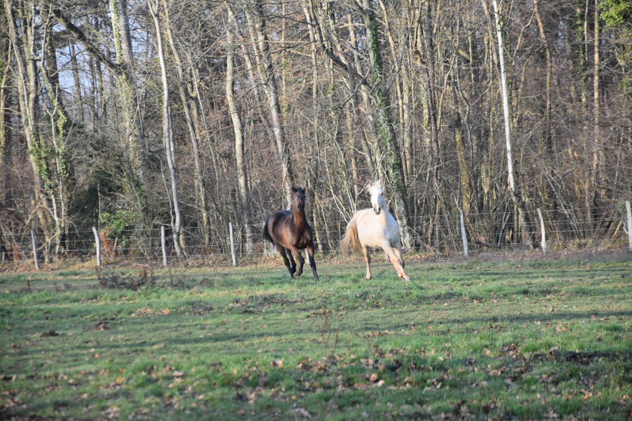 Okokoun - OC lusitanien 