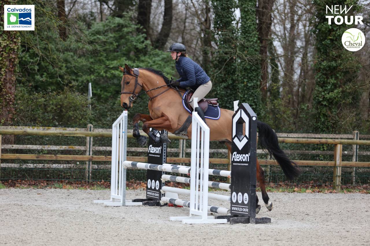 Hongre 4ans &agrave; vendre