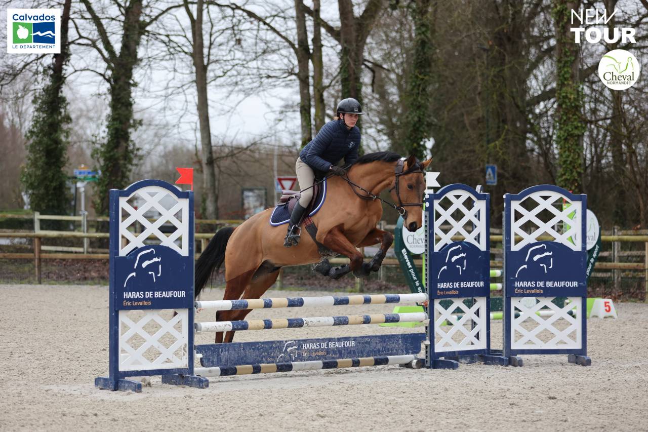 Hongre 4ans &agrave; vendre