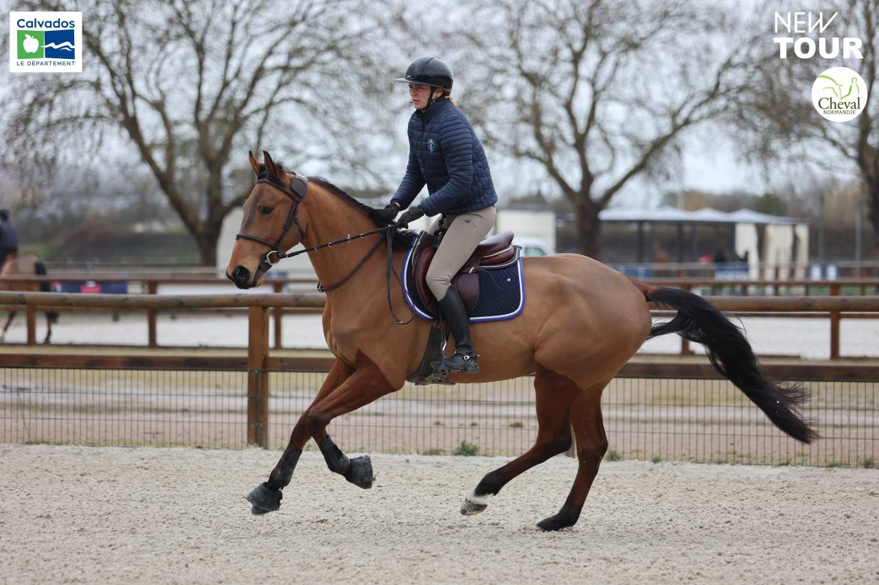 Hongre 4ans &agrave; vendre