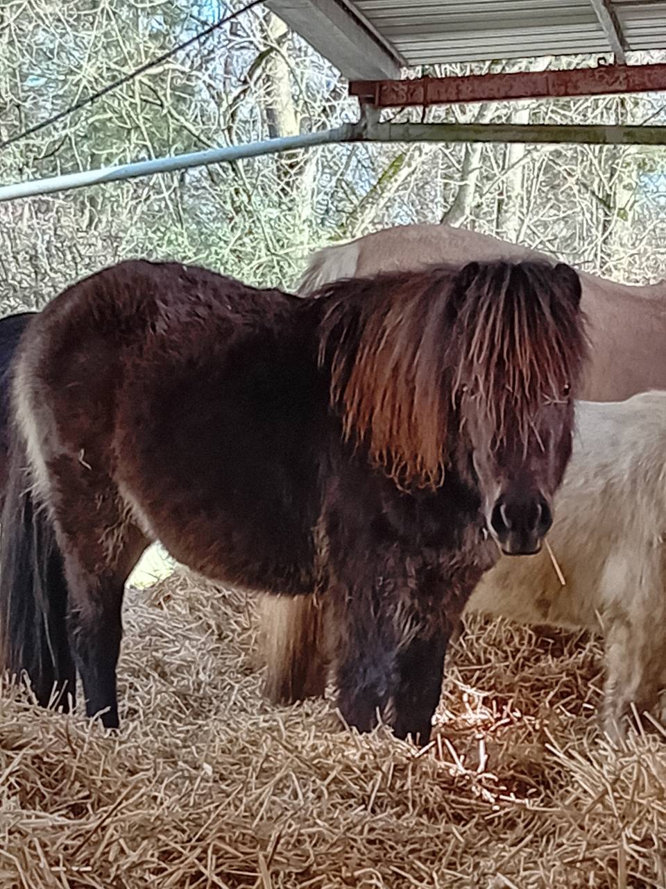 M&acirc;le de 2 ans RBP