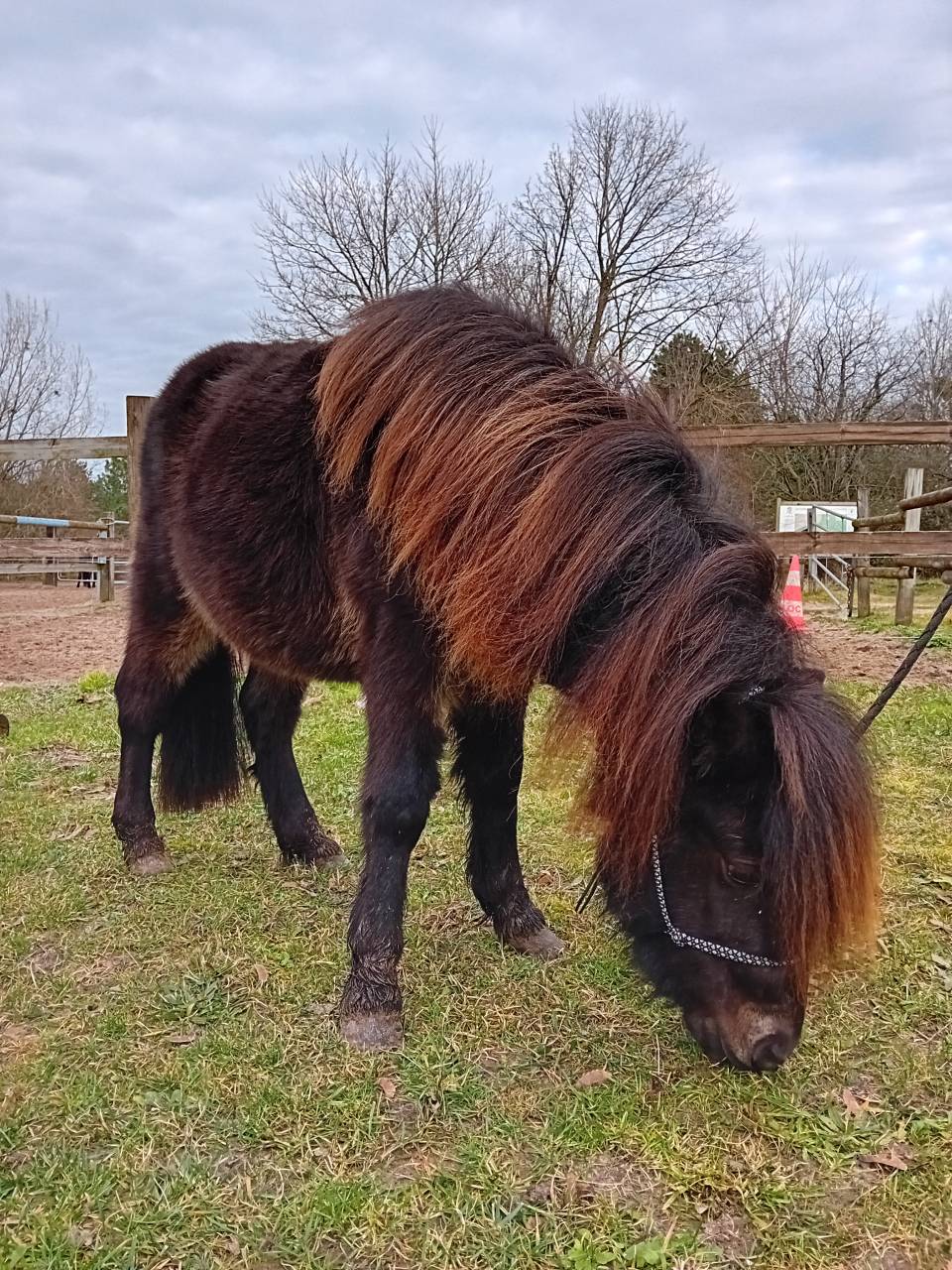 M&acirc;le de 2 ans RBP