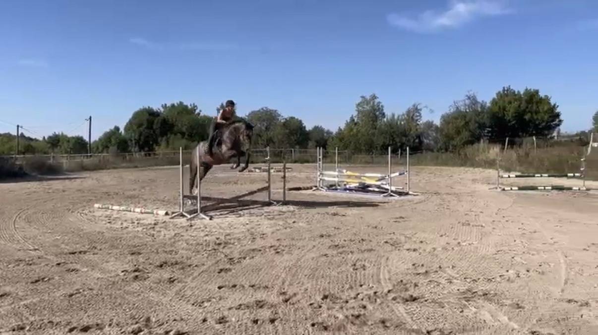 Hongre de 4 ans (El Torreo de Muze &times; Diamant de Semilly