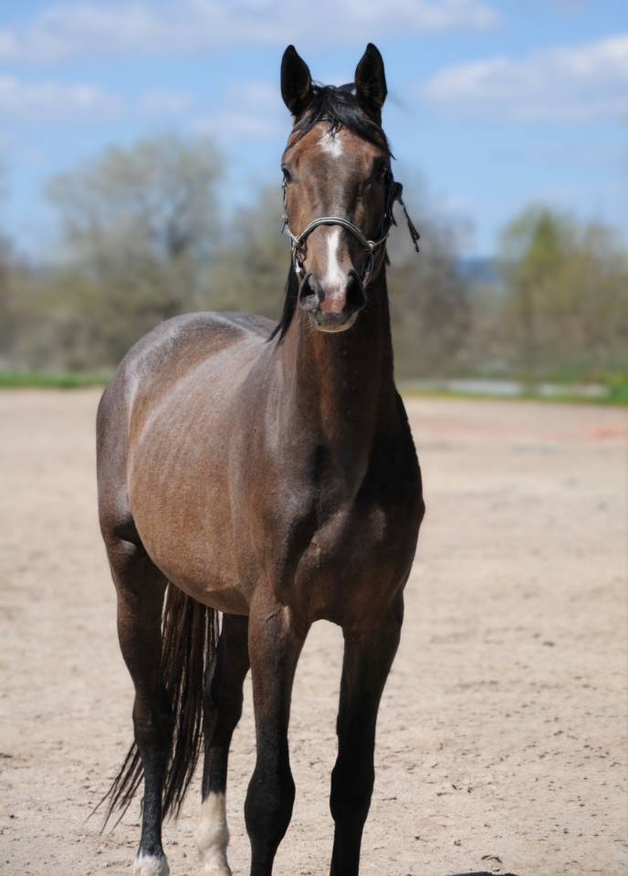Hongre de 4 ans (El Torreo de Muze &times; Diamant de Semilly
