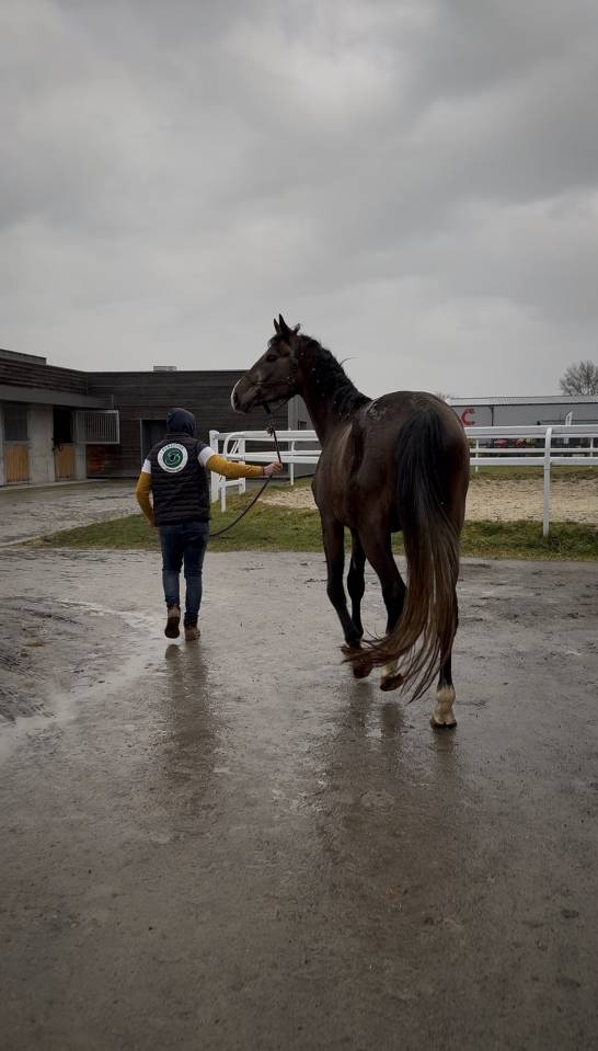 Hongre de 4 ans (El Torreo de Muze &times; Diamant de Semilly