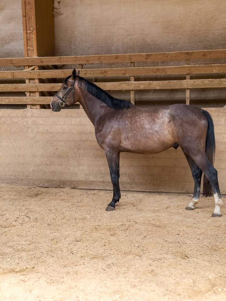 Hongre de 4 ans (El Torreo de Muze &times; Diamant de Semilly