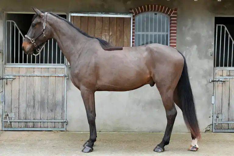 4 ANS hongre ( VITALIS X ZONIK )