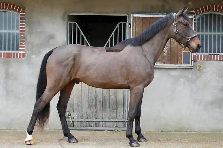 4 ANS hongre ( VITALIS X ZONIK )