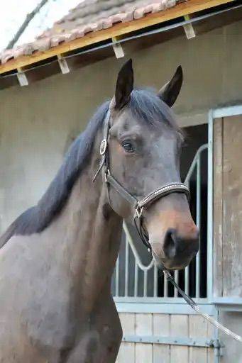 4 ANS hongre ( VITALIS X ZONIK )