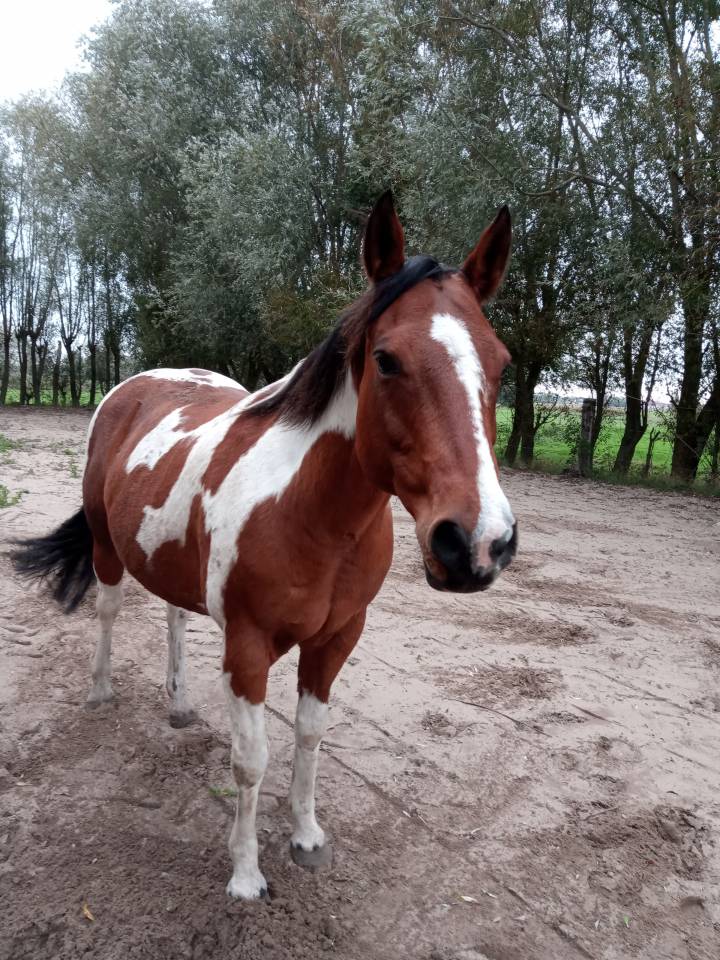 Paint horse 12 ans