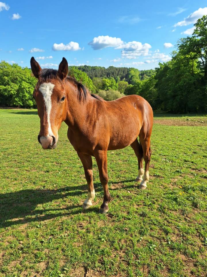 Poney PFS 
