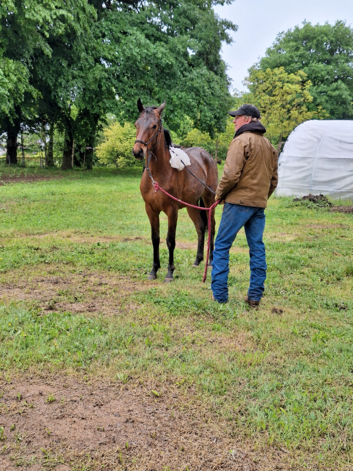 Poney yearling