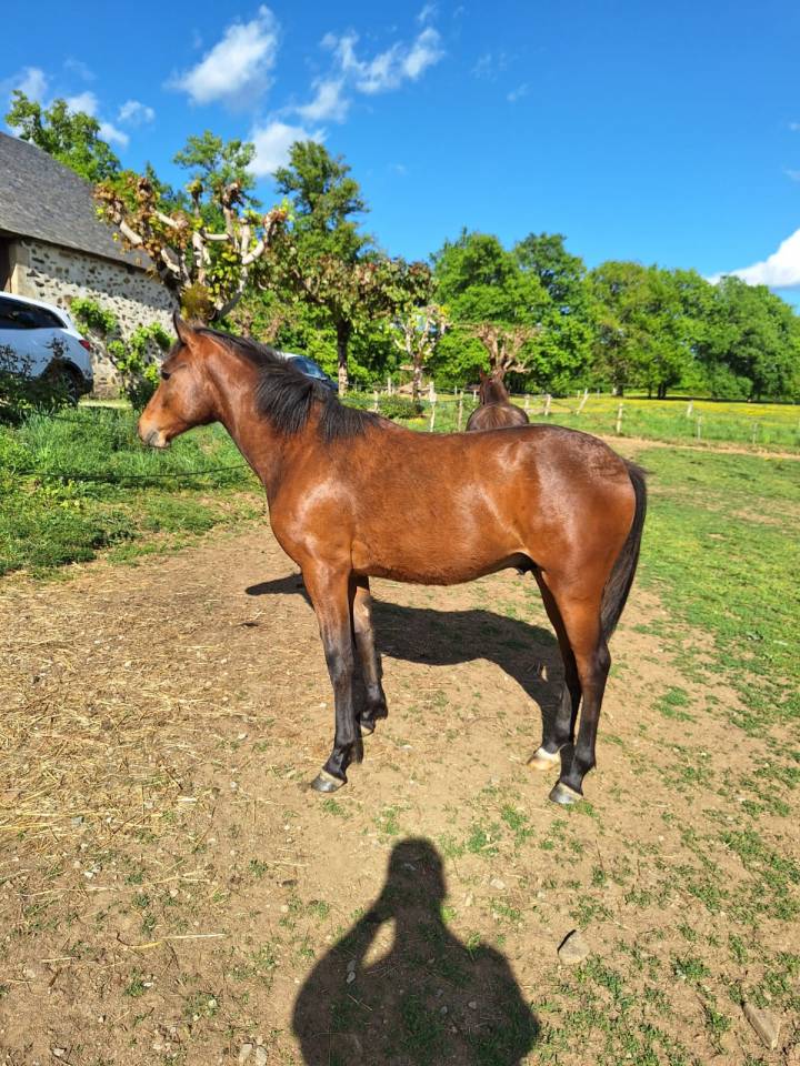 Poney yearling
