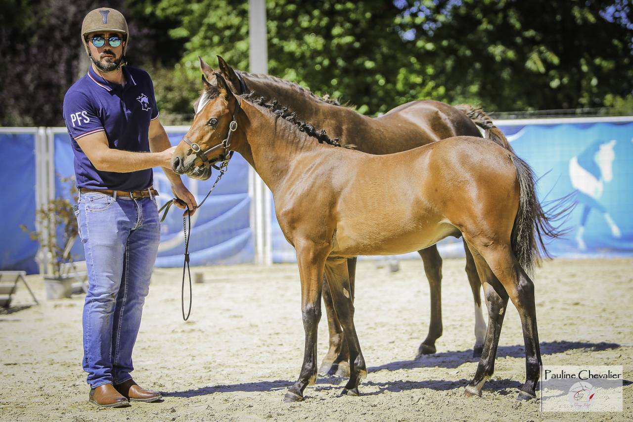 Poney yearling