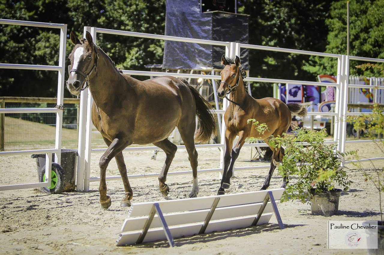 Poney yearling