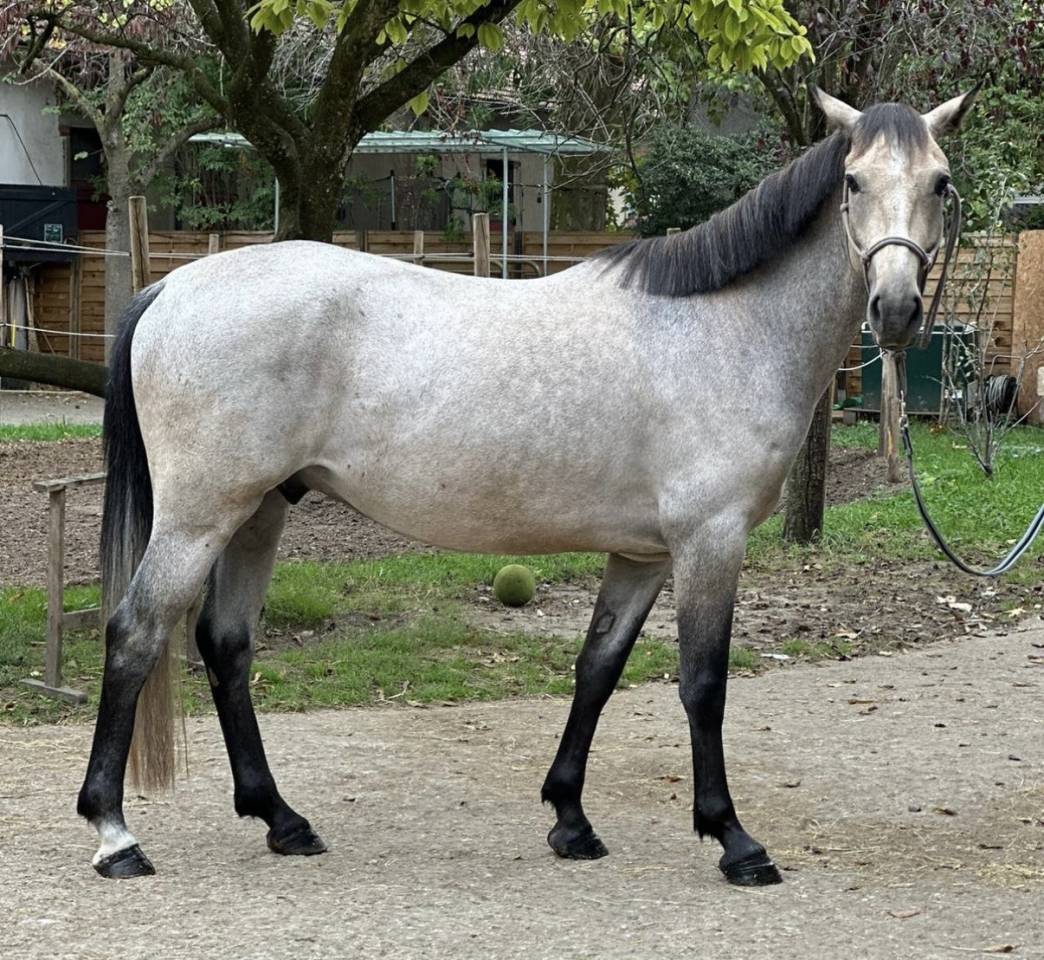 Poney Hors Cote - Oriente CSO 