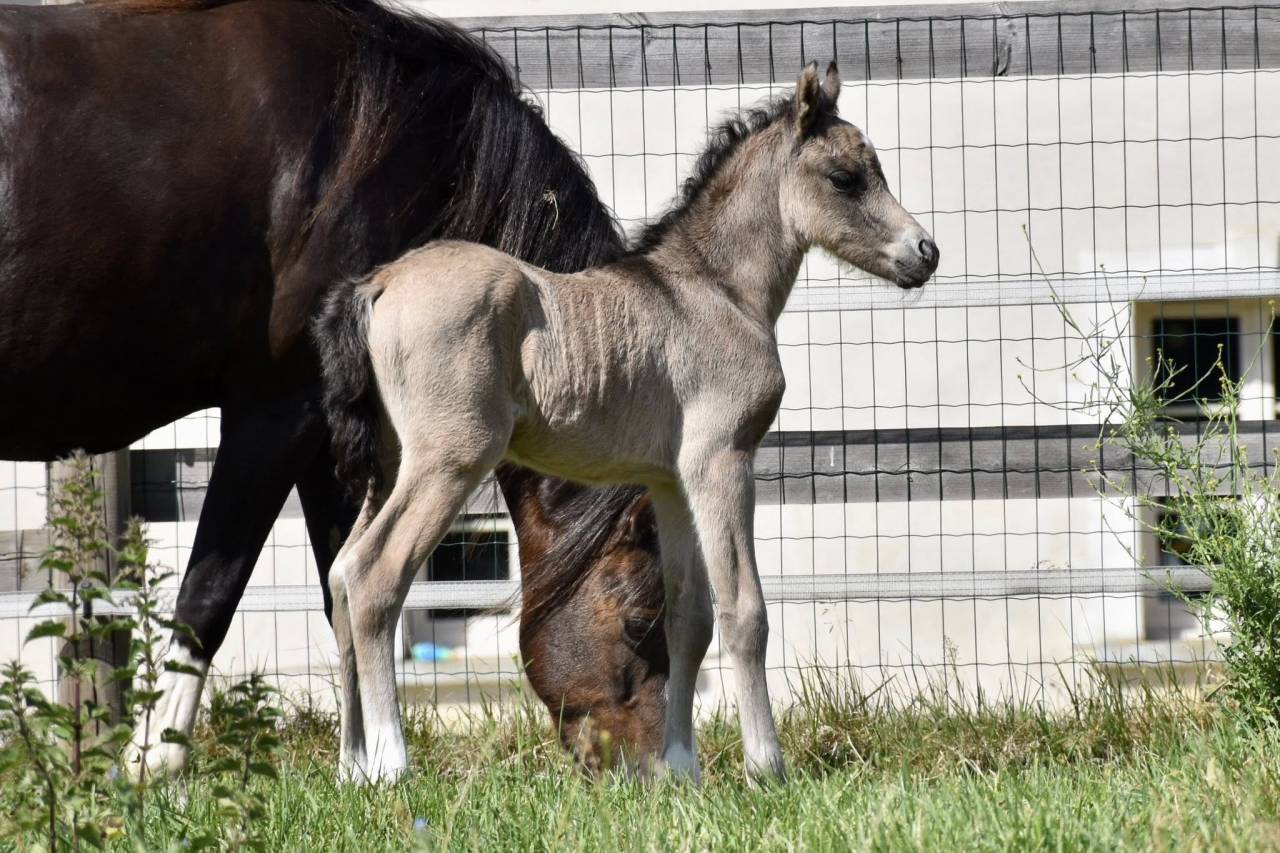 M&acirc;le Welsh Pony