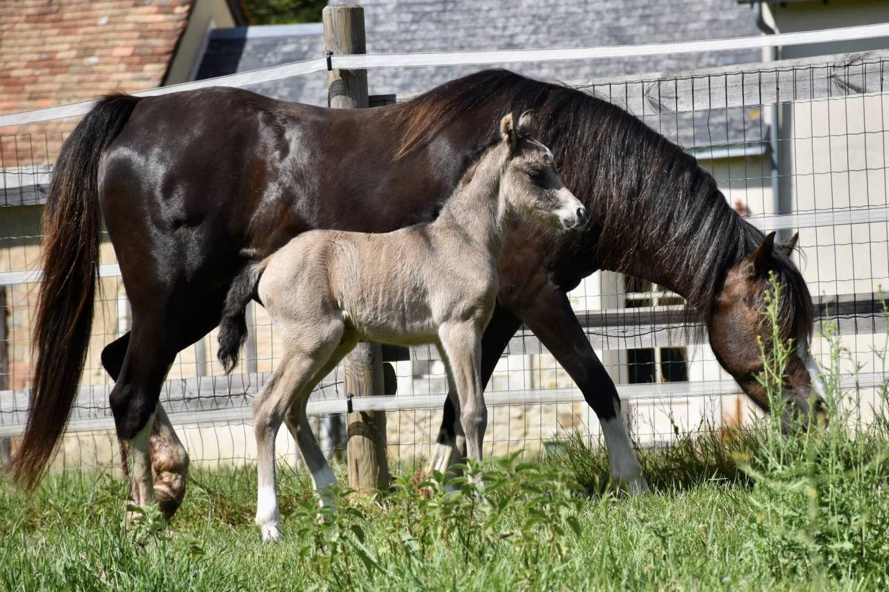 M&acirc;le Welsh Pony
