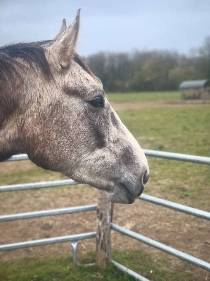 Jeune cheval SF 4 ans 