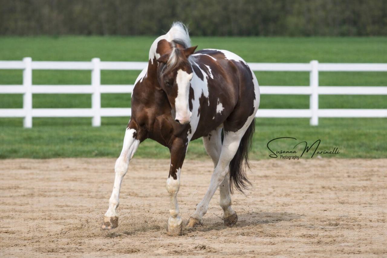 Etalon Paint-Horse  bai tobiano