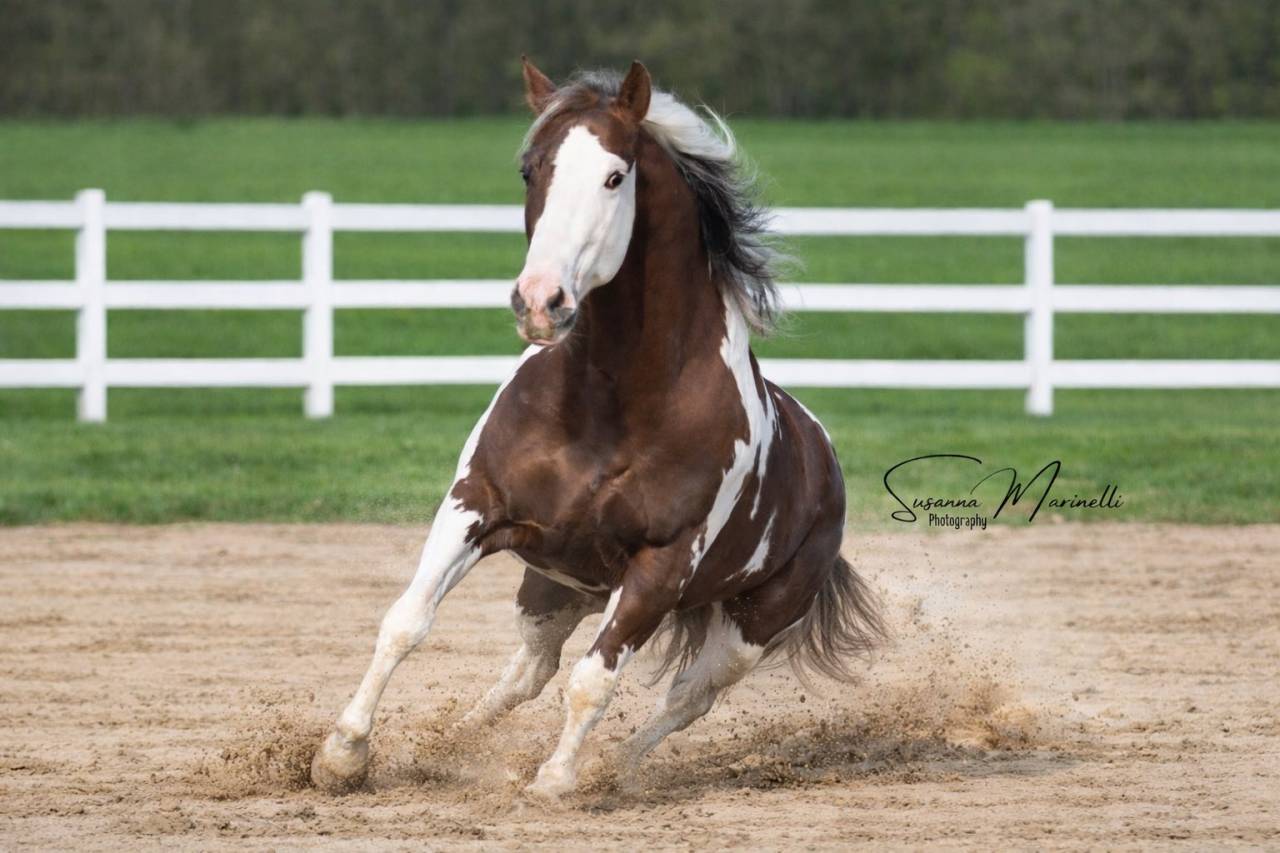 Etalon Paint-Horse  bai tobiano