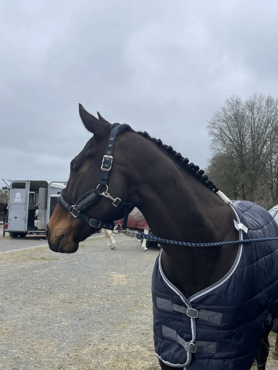 Cheval 8 ans pour CSO/CCE