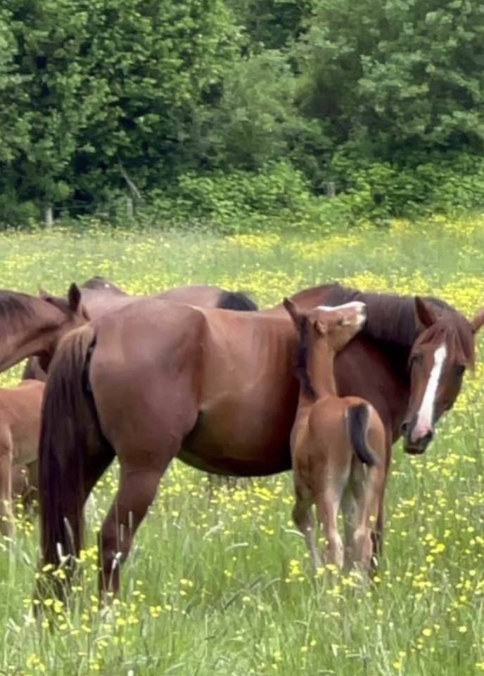 Super JUMENT TF 6 ans