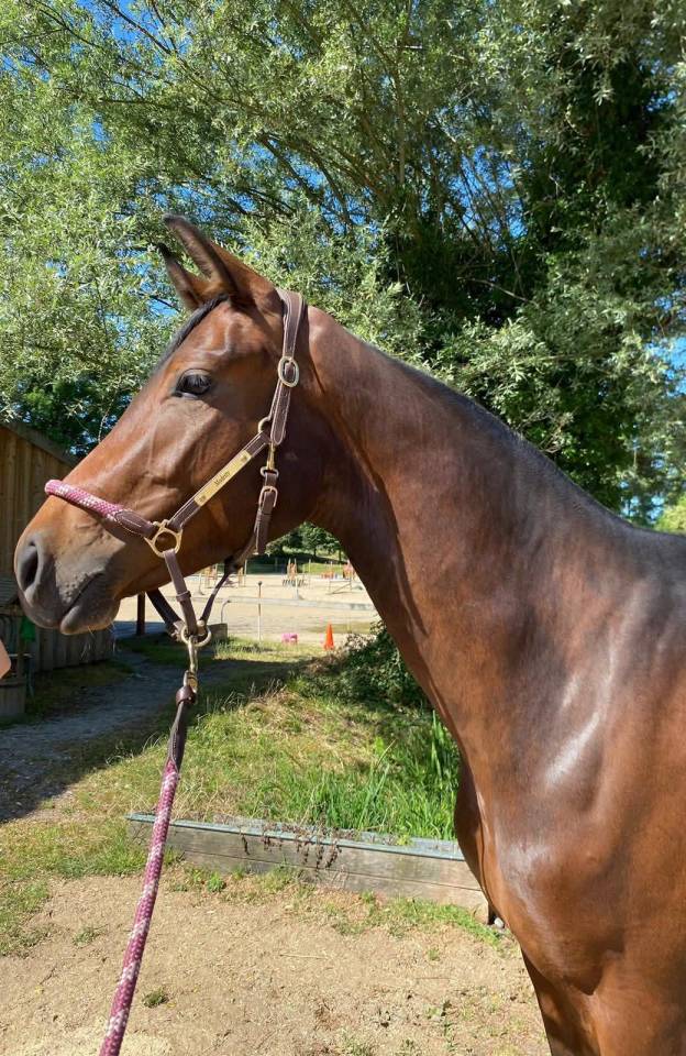 Jument - Zangersheide -4 ans 