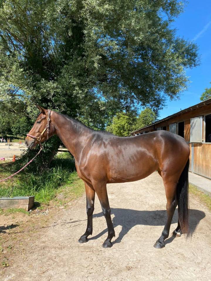 Jument - Zangersheide -4 ans 