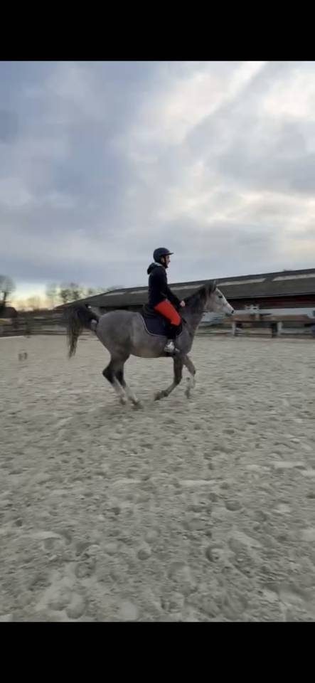 Cheval pur sang arabe