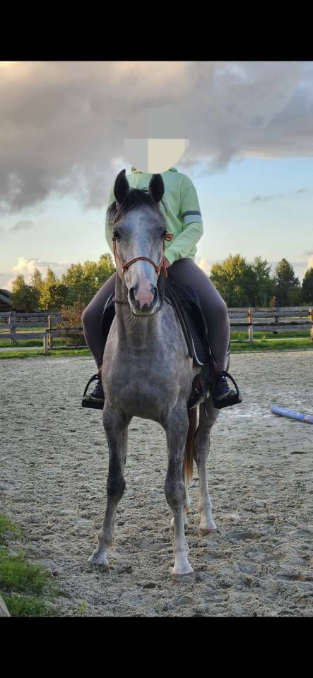 Cheval pur sang arabe