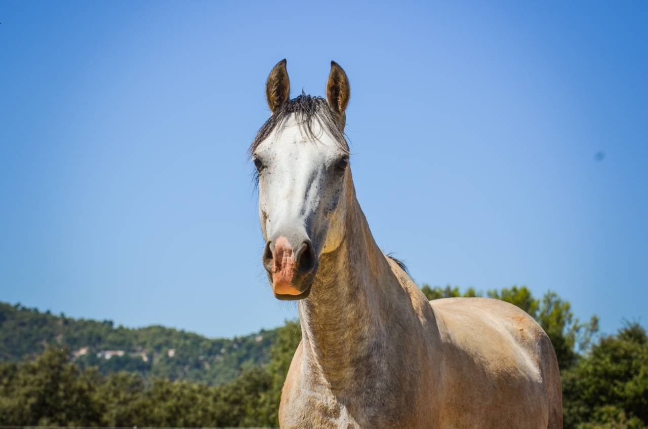 Poney D CCE Connemara x Pur sang Arabe