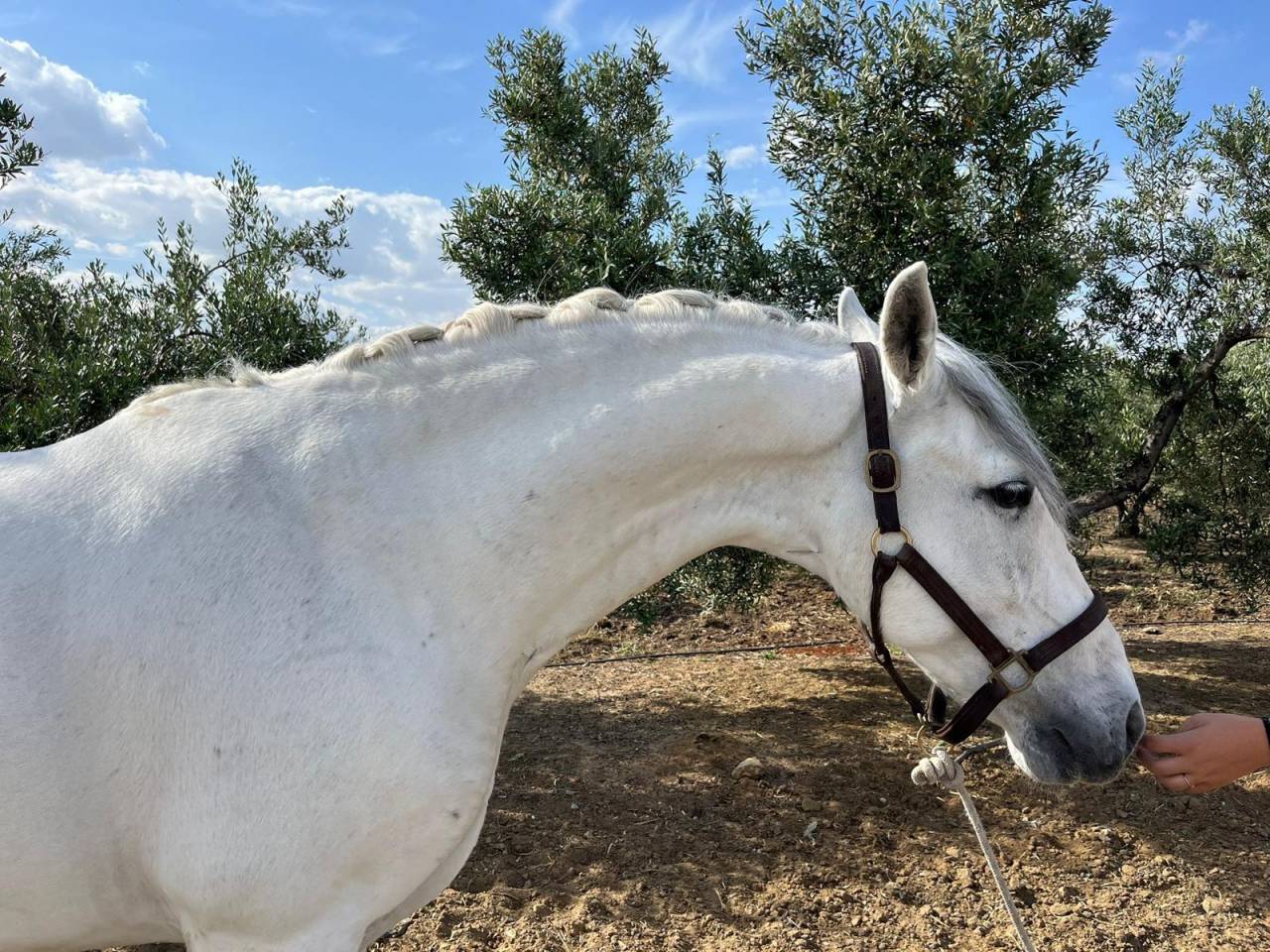  CHEVAL PRE EN VENTE A GERONE