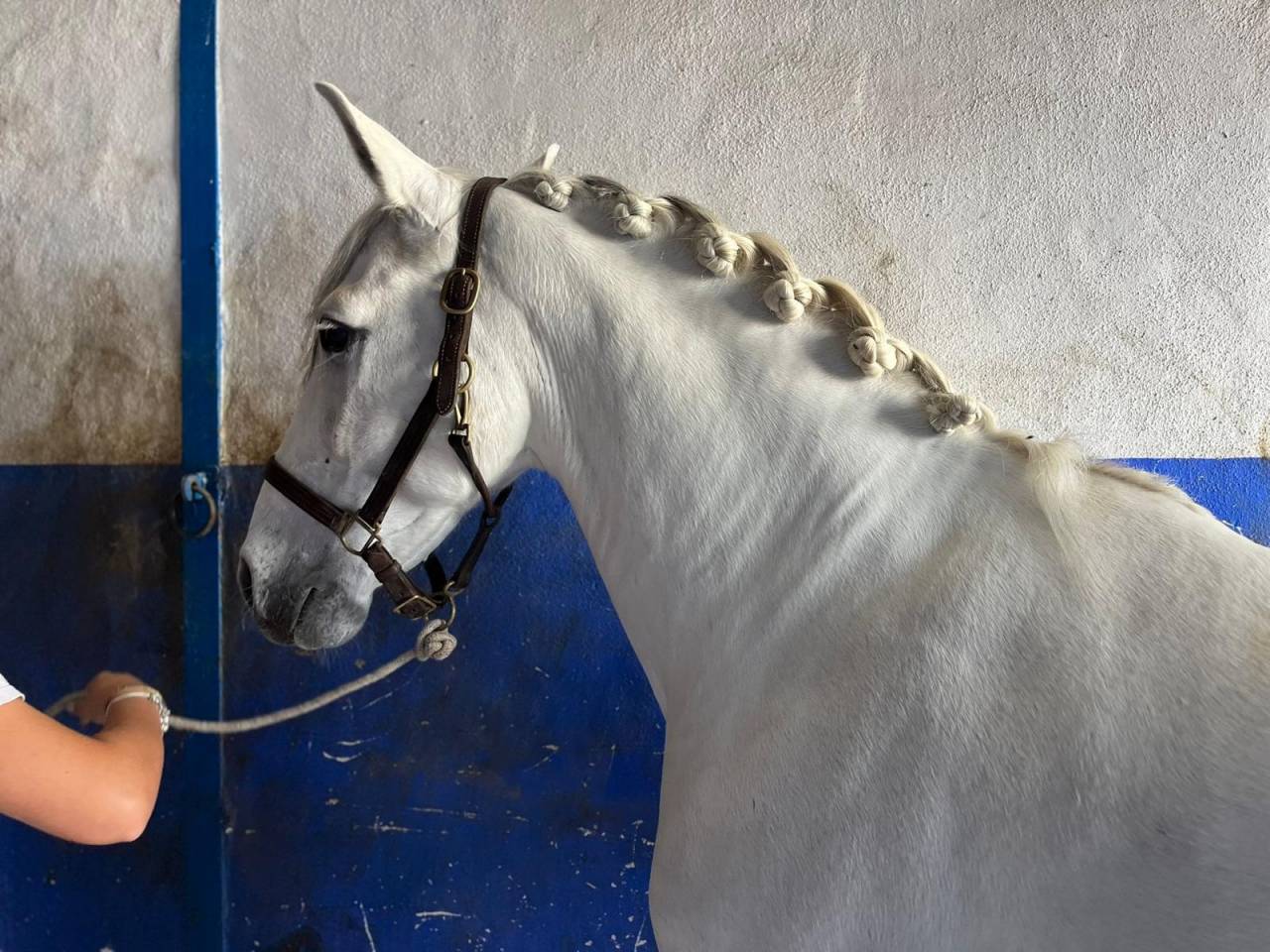  CHEVAL PRE EN VENTE A GERONE