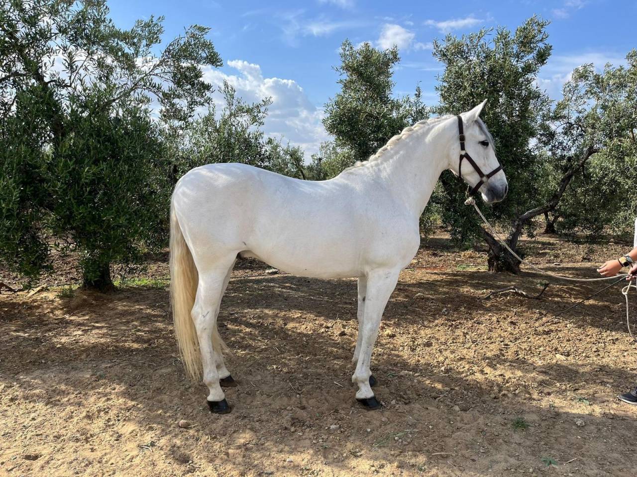 CHEVAL PRE EN VENTE A GERONE