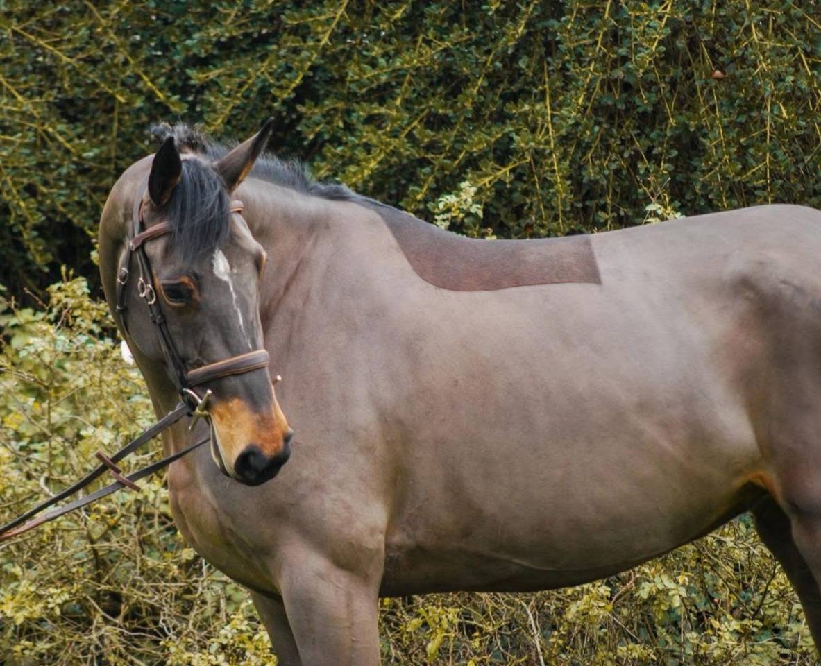 Top jument de 4 ans par Diamant de Semilly 